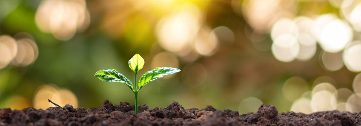 small tree with green leaves Natural growth and sunlight. Sustainable plant growth concept.